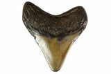 Fossil Megalodon Tooth - South Carolina #130786-1